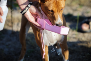 Dog drinking fresh water from ceramic fountain during summer heat