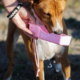 Summer Pet Hydration & Cooling Guide