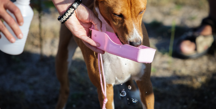 Dog drinking fresh water from ceramic fountain during summer heat