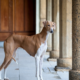 Meet the Azawakh Temperament & Personality Guide