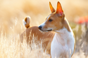Basenji running through an open field