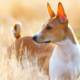 Meet the Basenji Temperament, Care & Personality Guide