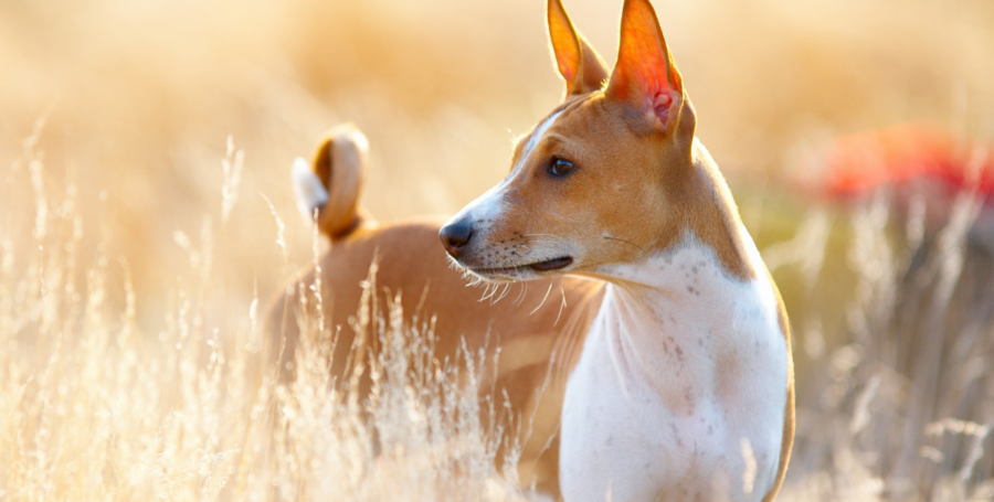 Basenji running through an open field