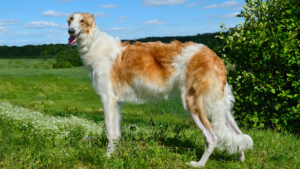 Meet the Borzoi