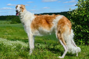 Meet the Borzoi