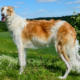 Meet the Borzoi Temperament, Care & Personality Guide