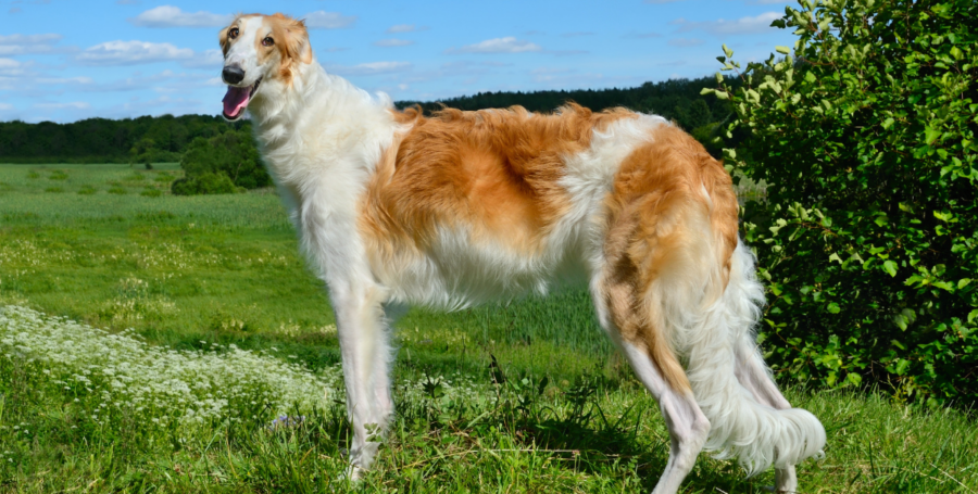 Meet the Borzoi
