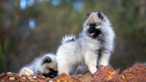 Meet the Keeshond