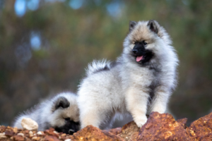 Meet the Keeshond