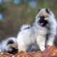Meet the Keeshond Temperament, Care & Personality Guide