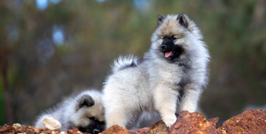Meet the Keeshond