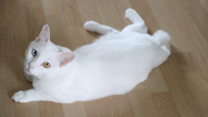 Close-up portrait of a Khao Manee cat