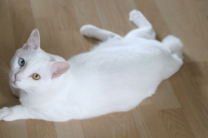 Close-up portrait of a Khao Manee cat