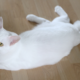 Meet the Khao Manee Temperament & Personality Guide