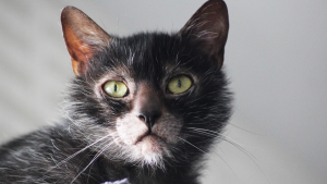 Close-up of a Lykoi cat's expressive face