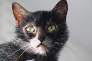 Close-up of a Lykoi cat's expressive face