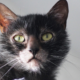Meet the Lykoi Temperament & Personality Guide