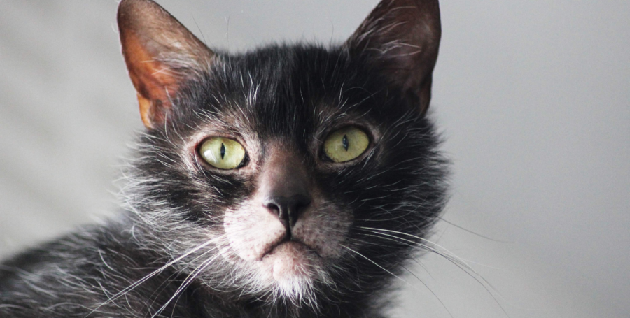 Close-up of a Lykoi cat's expressive face