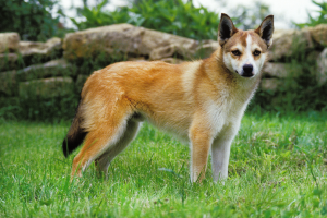 Meet the Norwegian Lundehund