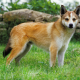 Meet the Norwegian Lundehund Temperament & Personality Guide
