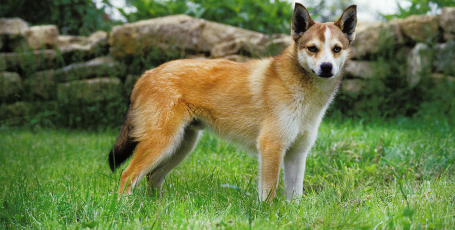 Meet the Norwegian Lundehund