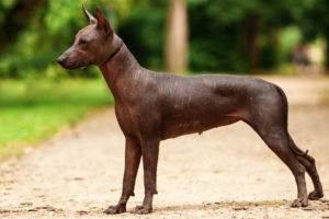 Meet the Xoloitzcuintli Temperament & Personality Guide
