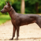 Meet the Xoloitzcuintli Temperament & Personality Guide