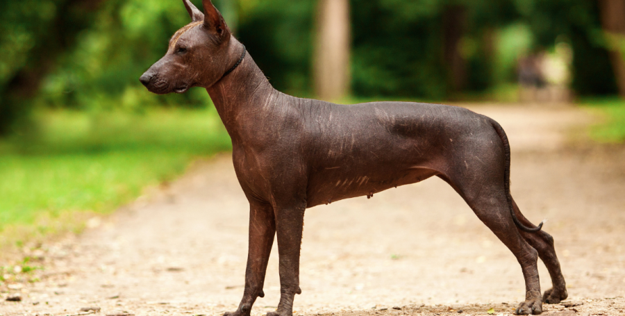 Meet the Xoloitzcuintli Temperament & Personality Guide