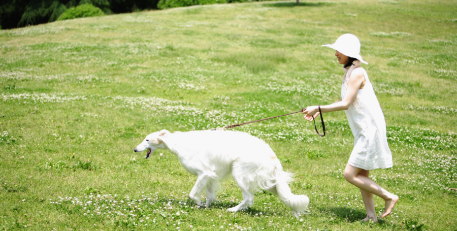 Dog enjoying phone-free playtime with owner in backyard