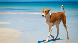 Dog walking comfortably on the beach