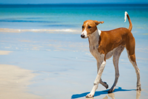 Dog walking comfortably on the beach