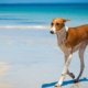 Protect Your Pet’s Paws from Hot Pavement