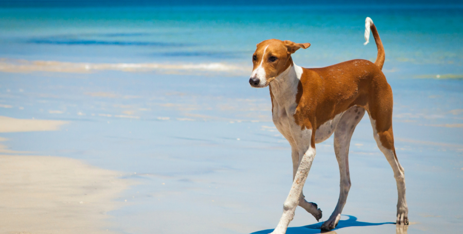 Dog walking comfortably on the beach