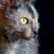 How to Recognize Your Pet’s Quiet Wellness Signals