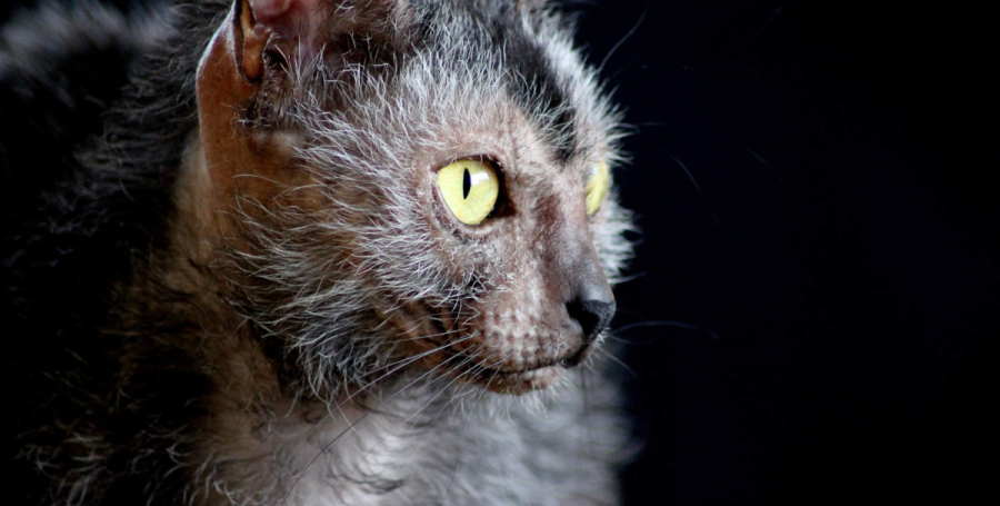 Cat receiving gentle wellness check at home