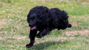 Dog walking through fall leaves during seasonal allergy season