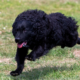 Fall Allergies & Coat Care for Dogs and Cats