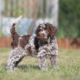 Fall Pet Care: Helping Pets Adjust to Autumn