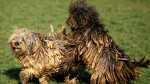 Bergamasco Sheepdog showing distinctive flocked coat