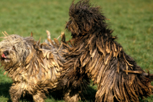 Bergamasco Sheepdog showing distinctive flocked coat