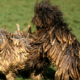 Meet the Bergamasco Temperament & Personality Guide