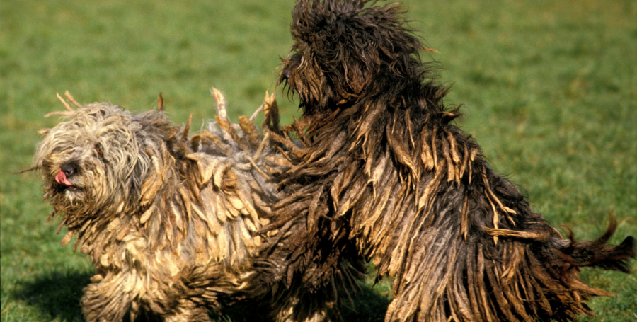 Bergamasco Sheepdog showing distinctive flocked coat