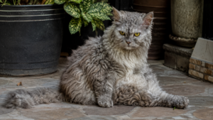 LaPerm cat with naturally curly coat