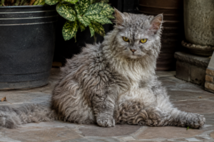 LaPerm cat with naturally curly coat