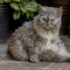 Meet the LaPerm Temperament & Personality Guide