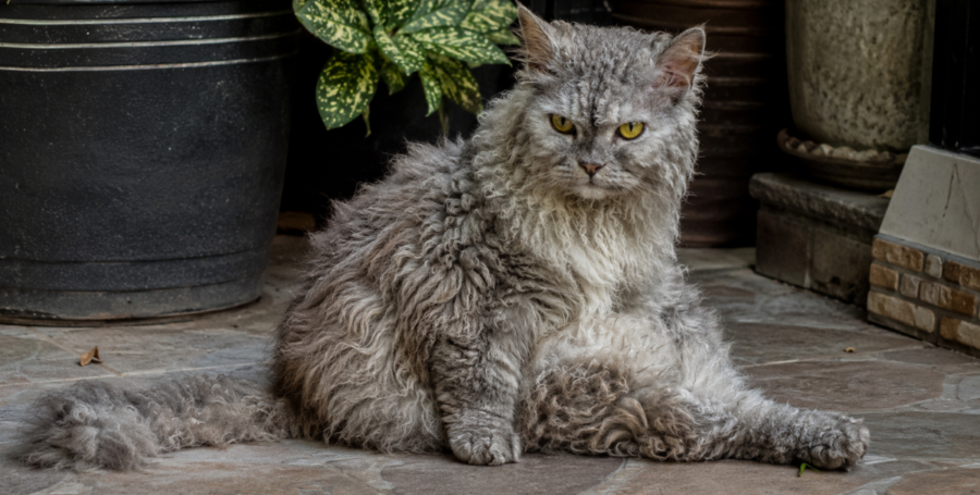 LaPerm cat with naturally curly coat