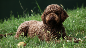 Lagotto Romagnolo with curly coat standing outdoors
