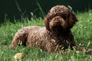 Lagotto Romagnolo with curly coat standing outdoors
