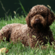 Meet the Lagotto Romagnolo Temperament & Personality Guide