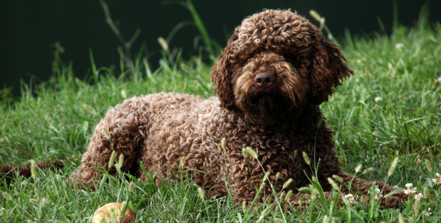 Lagotto Romagnolo with curly coat standing outdoors